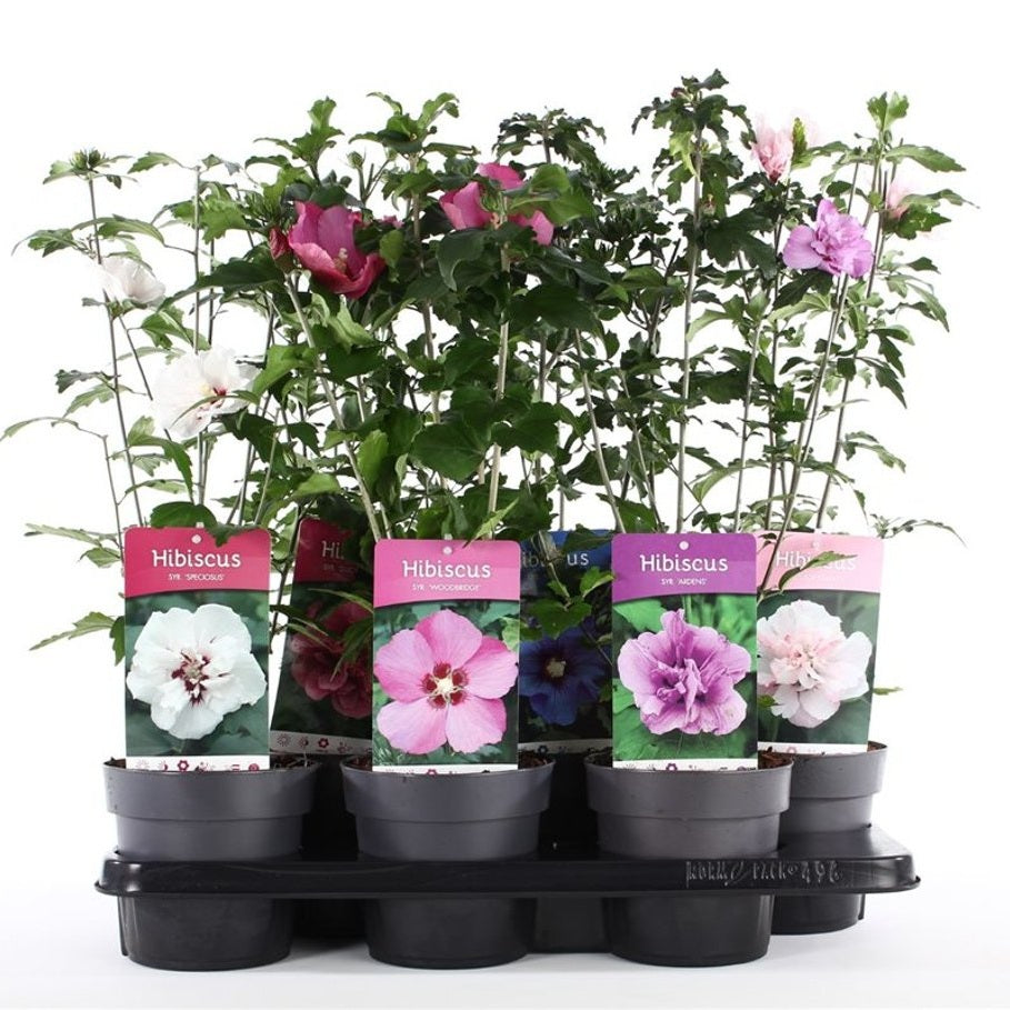 Hibiskus – Hibiscus syriacus Mix - C1,5